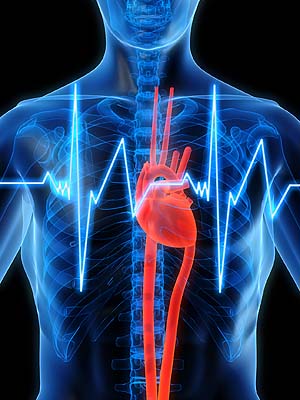 Triviaal Immuniteit Rouwen Knups - Wist je dat het hart bij de mens in het midden van de borstkas zit  en niet links ?