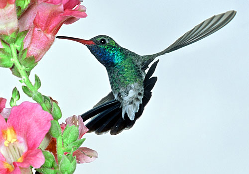 kolibrie achteruit