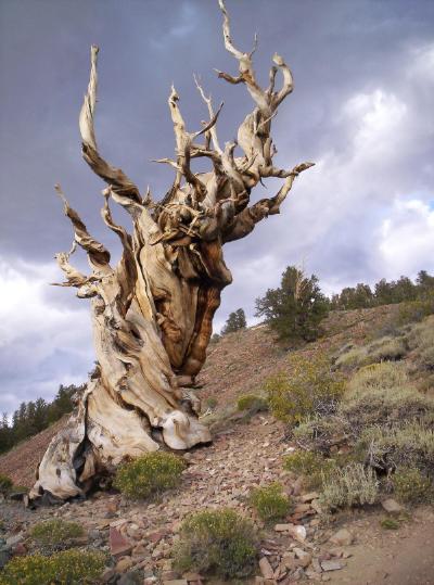 oudste boom ter wereld