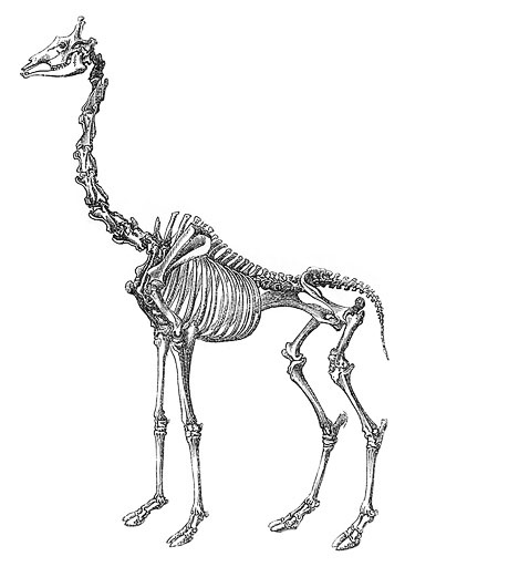 skelet giraffe