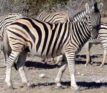 zebra