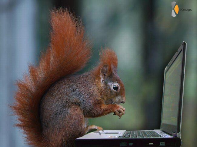 eekhoorn op de laptop