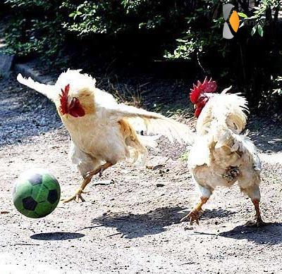 potje voetballen met kippen