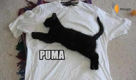 puma kat