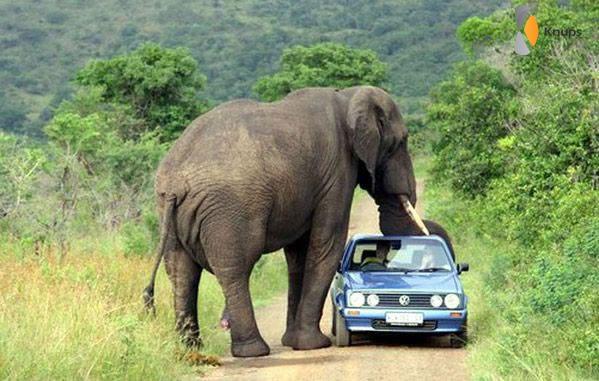 vriendelijke olifant