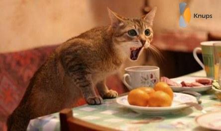 kat wil ontbijt