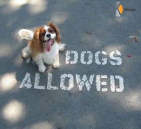 honden toegestaan