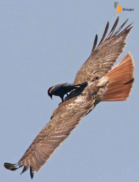 taxi roofvogel